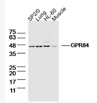 Anti-GPR84 antibody-G蛋白偶联受体84抗体