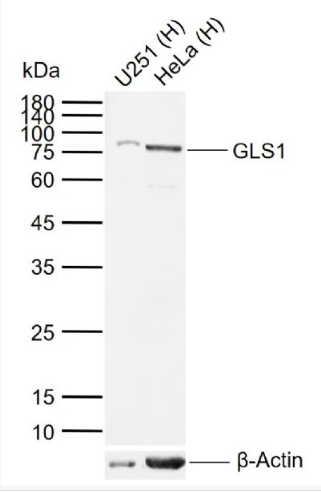 Anti-GLS1 antibody-谷氨酰胺酶1/Glutaminase抗体