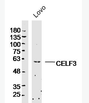 Anti-CELF3 antibody-CELF3蛋白抗体