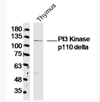 Anti-PI3 Kinase p110 delta antibody-磷脂酰肌醇激酶催化亚单位D抗体