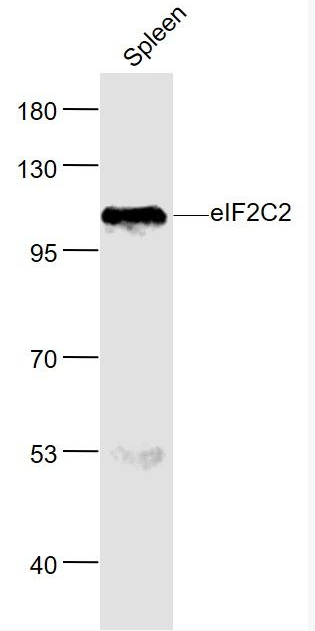 Anti-AGO2  antibody-真核翻译起始因子2C2抗体