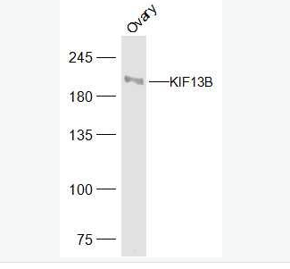 Anti-KIF13B  antibody-驱动蛋白家族蛋白13B抗体