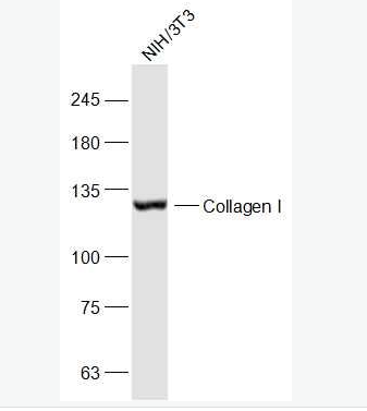 Anti-Collagen I antibody-I型胶原蛋白抗体