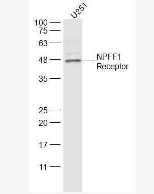 Anti-NPFF1 Receptor  antibody-G蛋白偶联受体147抗体