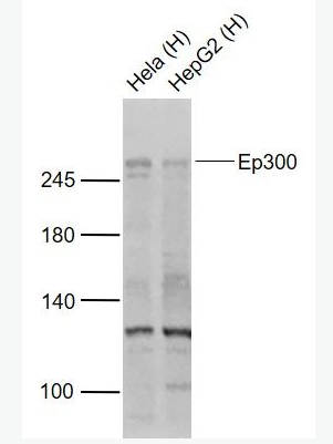 Anti-EP300  antibody-组蛋白乙酰转移酶p300抗体