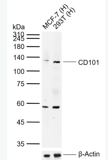 Anti-CD101 antibody-CD101抗体