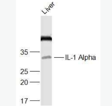 Anti-IL-1 Alpha  antibody-白介素1α/IL-1α抗体