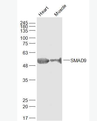Anti-SMAD9 antibody-SMAD家族9抗体