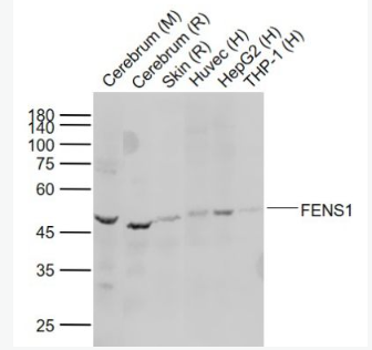 Anti-FENS1  antibody-磷酸肌醇结合蛋白1抗体