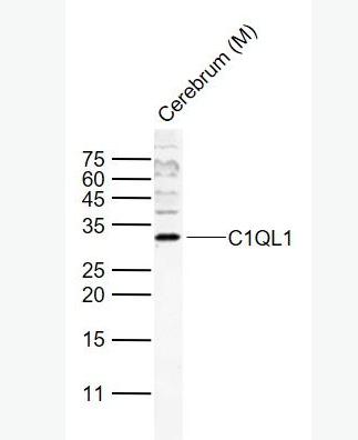 Anti-C1QL1 antibody-补体组分1q子成分样蛋白1抗体