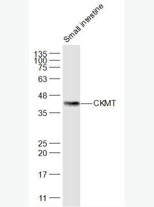 Anti-CKMT antibody-酸性线粒体肌酸激酶抗体