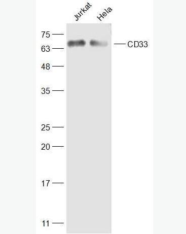 Anti-CD33 antibody-CD33抗体