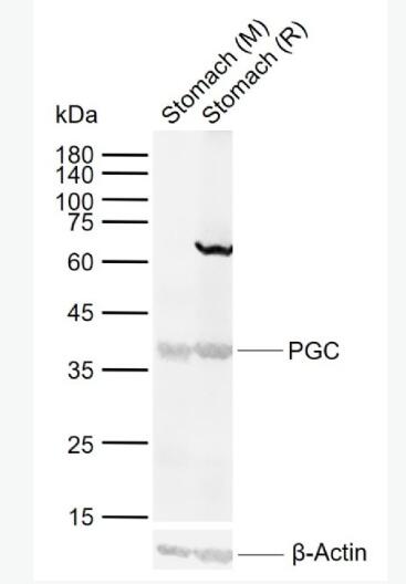 Anti-PGC antibody-胃蛋白酶原C抗体