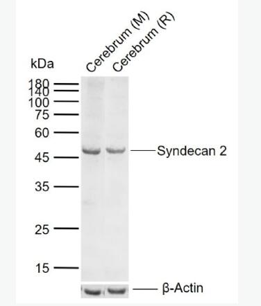 Anti-Syndecan 2 antibody-多配体蛋白聚糖2抗体抗体