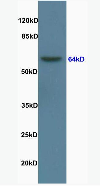 Anti-Lamin B antibody-核纤层蛋白B(细胞核膜标志物)抗体