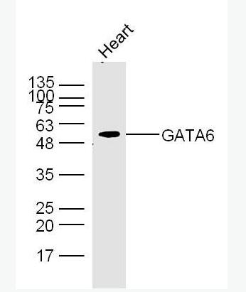 Anti-GATA6 antibody-GATA结合蛋白6抗体