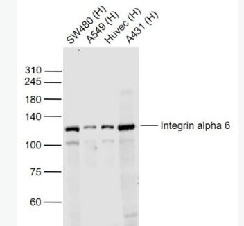 Anti-Integrin alpha 6 antibody-整合素α6（CD49f）抗体