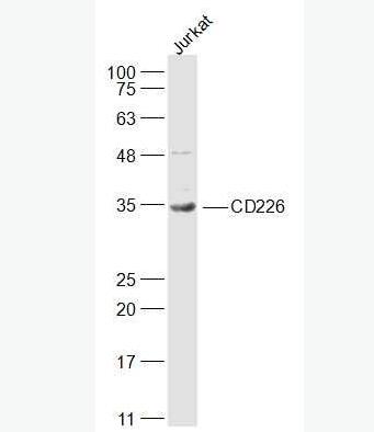 Anti-CD226 antibody-CD226抗体
