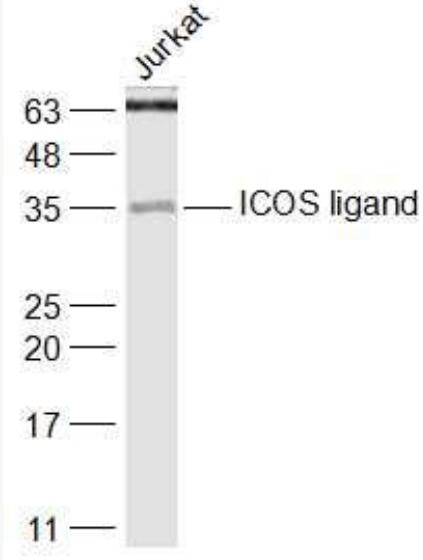 Anti-ICOS ligand antibody-诱导协同刺激分子配体CD275抗体