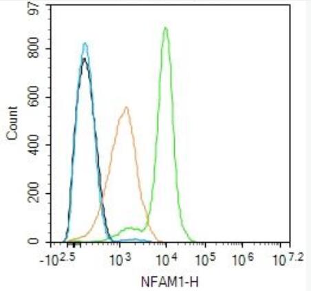 Anti-NFAM1 antibody-NFAM1抗体