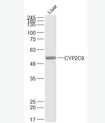 Anti-CYP2C9 antibody-细胞色素P450 2C9抗体