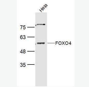 Anti-FOXO4 antibody-叉头蛋白O4抗体
