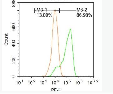 Anti-PTGES2 antibody-前列腺素E合成酶2抗体