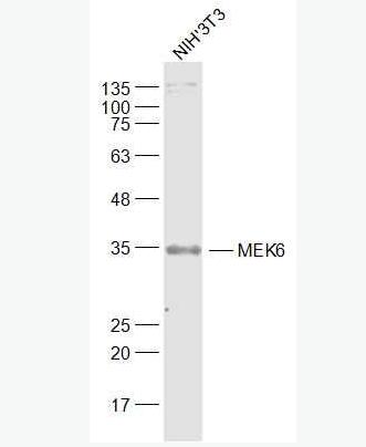 Anti-MEK6 antibody-丝裂原活化蛋白激酶MKK6抗体