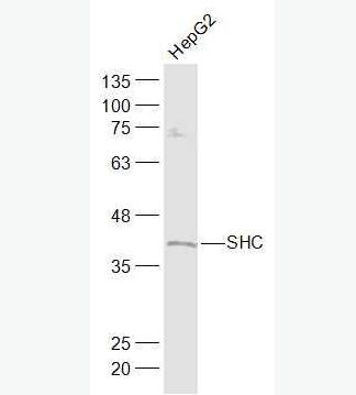 Anti-SHC1 antibody-SH2结构域转化蛋白1抗体