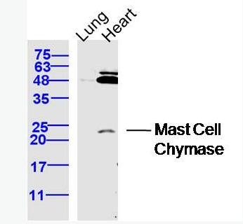 Anti-CMA1  antibody-肥大细胞类糜蛋白酶1抗体