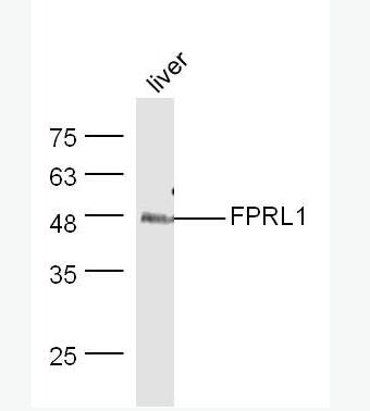 Anti-FPRL1 antibody-酰化酶6抗体