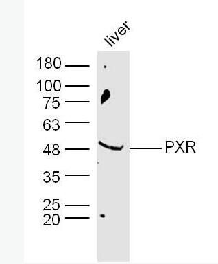 Anti-PXR antibody-孤儿核受体PAR1抗体