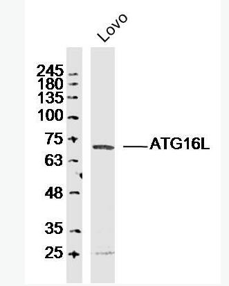 Anti-ATG16L antibody-自噬相关蛋白16A抗体