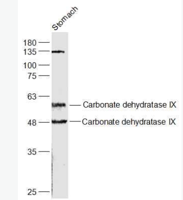 Anti-CA9 antibody-碳酸酐酶9抗体