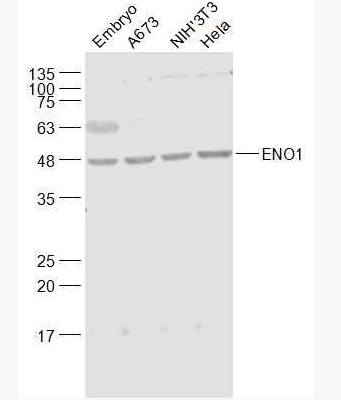 Anti-ENO1 antibody-MYC启动子结合蛋白1抗体