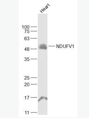 Anti-NDUFV1 antibody-NADH脱氢酶黄素蛋白1抗体