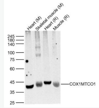 Anti-COX1/MTCO1  antibody-细胞色素c氧化酶1抗体