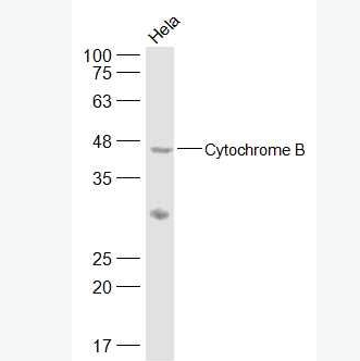 Anti-Cytochrome B antibody-细胞色素B抗体