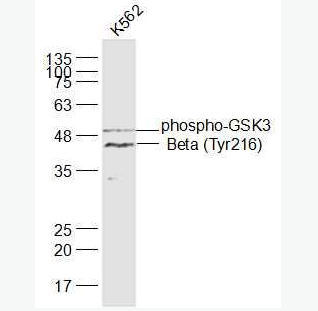 Anti-phospho-GSK3 Beta (Tyr216) antibody-磷酸化糖原合酶激酶3β抗体