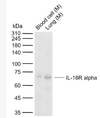 Anti-IL-18R alpha antibody-白细胞介素-18受体α链抗体