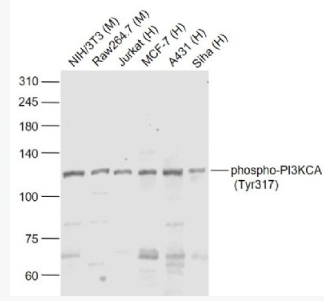 Anti-phphospho-PI3KCA (Tyr317)  antibody-磷酸化磷脂酰肌醇激酶催化亚单位A抗体