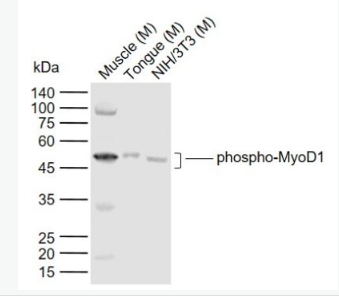 Anti-phospho-MyoD1 (Ser200)  antibody-磷酸化肌原调节蛋白抗体