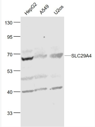 Anti-SLC29A4 antibody-脑质膜单胺转运蛋白PMAT抗体