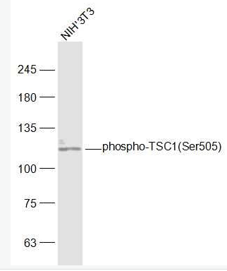 Anti-phospho-TSC1 (Ser505)  antibody-磷酸化结节性硬化症蛋白1抗体