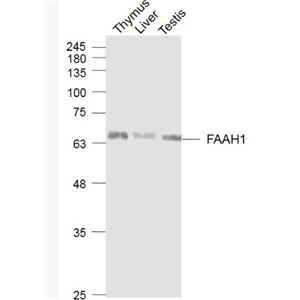 Anti-FAAH1 antibody-脂肪酸酰胺水解酶1抗体