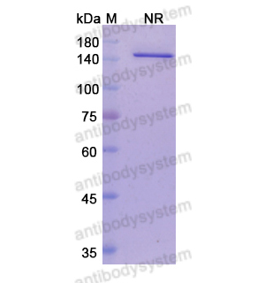 Research Grade Vanucizumab  (DHA42302)