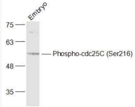 Anti-Phospho-cdc25C (Ser216) antibody-磷酸化细胞分裂周期蛋白25C抗体