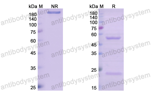 Research Grade Narnatumab(DHG03401)