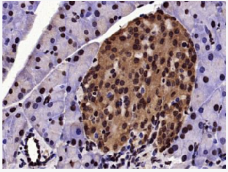 Anti-Phospho-cdc25C (Thr48) antibody-磷酸化细胞分裂周期蛋白25C抗体