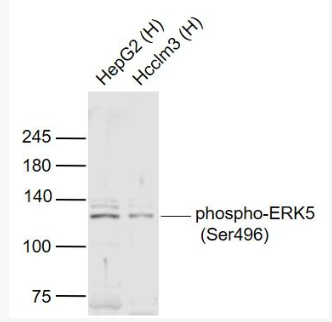 Anti-phospho-ERK5 (Ser496) antibody-磷酸化细胞外信号调节激酶5抗体